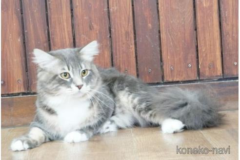 販売中のサイベリアンの親猫